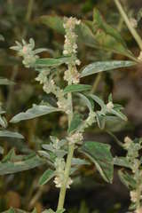 Atriplex suberecta