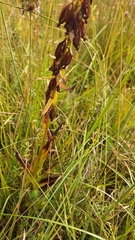 Epipactis palustris