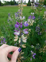 Lupinus rivularis