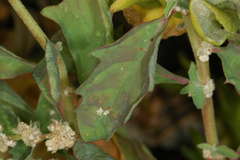 Atriplex suberecta
