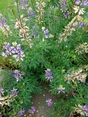 Lupinus rivularis