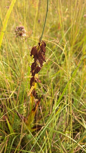 Epipactis palustris, photograph 2