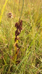 Epipactis palustris, photograph (c) Tim Aßmus, some rights reserved (CC BY)