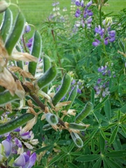 Lupinus rivularis