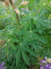 Lupinus rivularis