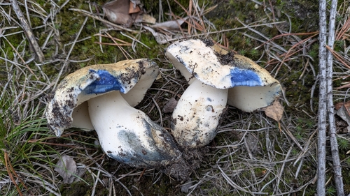 Cornflower Bolete