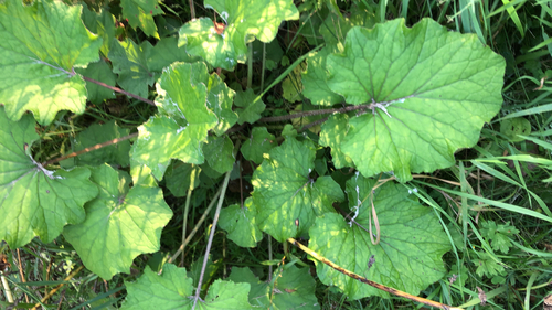 colt's-foot