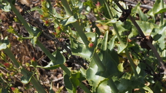 Penstemon spectabilis spectabilis
