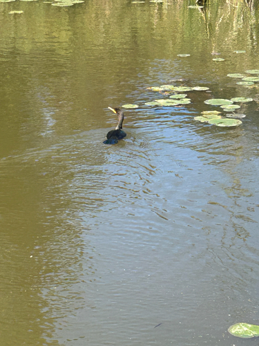 Double-crested Cormorant