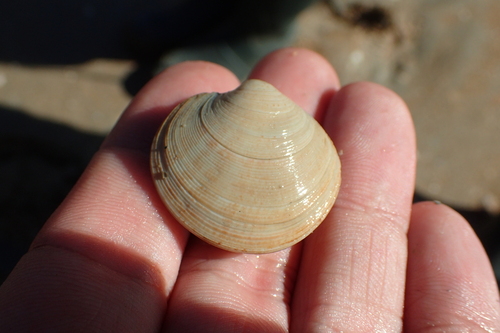 Dosinia exoleta observed 2026-09-24