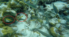 Thalassoma bifasciatum