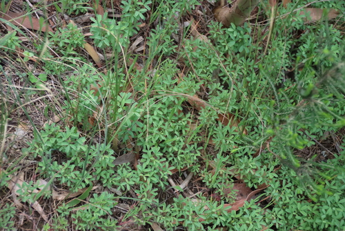 Oxalis glabra, photograph 4