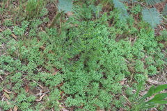 Oxalis glabra, photograph (c) Tony Rebelo, some rights reserved (CC BY-SA)