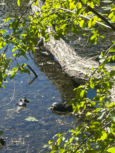 Painted Turtle