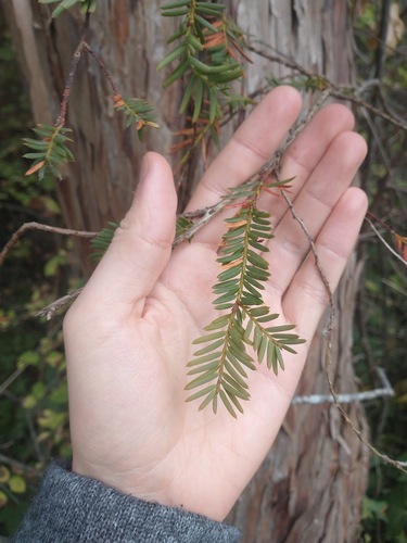 Taxus brevifolia