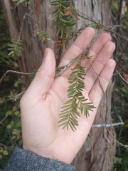 Taxus brevifolia