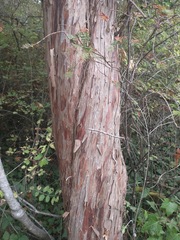 Taxus brevifolia, photograph (c) Murray McGoogan, some rights reserved (CC BY)