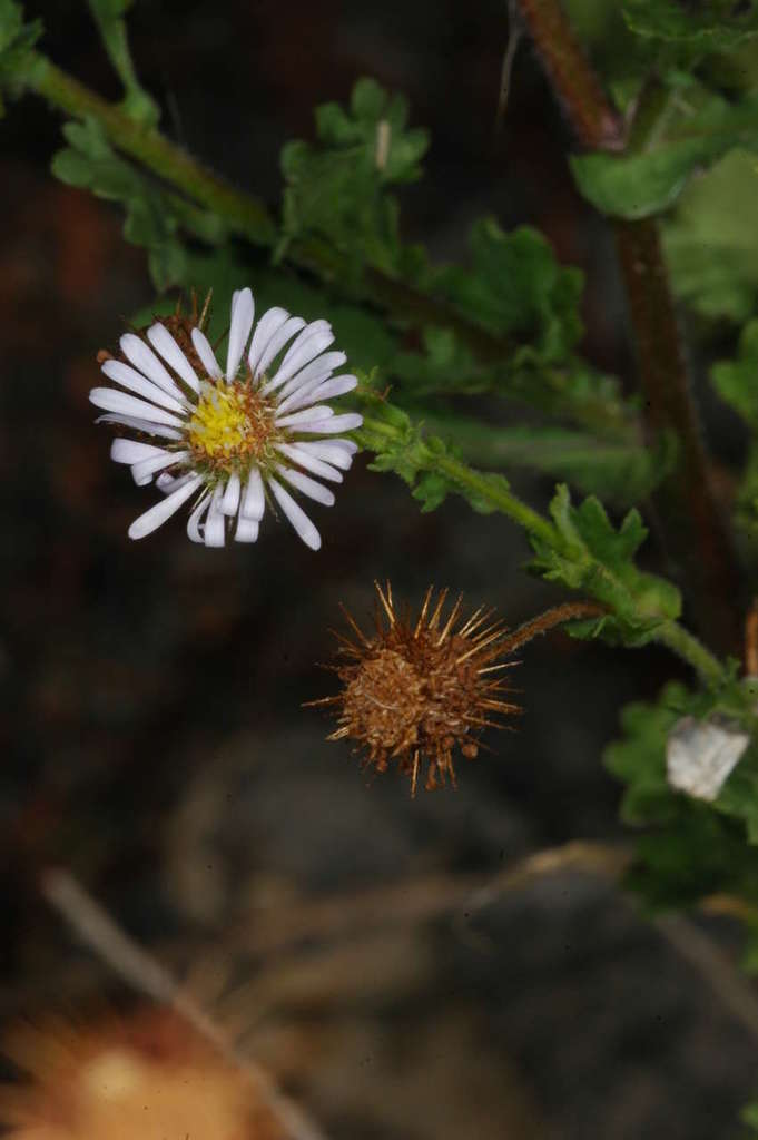 burr daisy (Logan RE 12.3.3 Flora) · iNaturalist