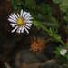 Purple Burr-Daisy - Photo (c) Chris Lindorff, some rights reserved (CC BY), uploaded by Chris Lindorff