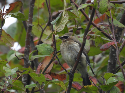 Cedar Waxwing