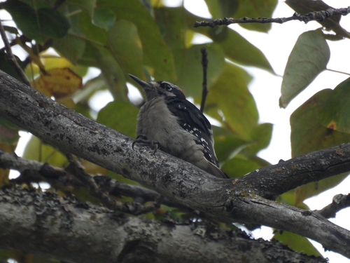 Hairy Woodpecker