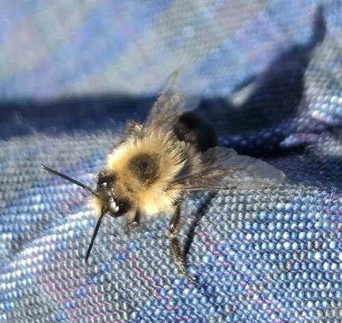 Common Eastern Bumble Bee