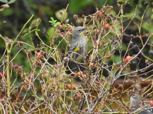 Yellow-rumped Warbler