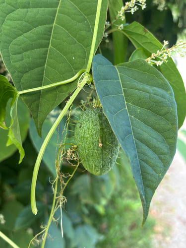 prickly cucumber