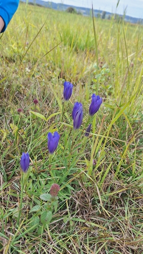 Gentiana pneumonanthe, photograph 2