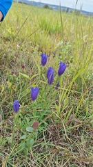 Gentiana pneumonanthe, photograph (c) Tim Aßmus, some rights reserved (CC BY)