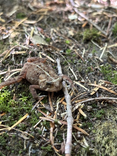 American Toad