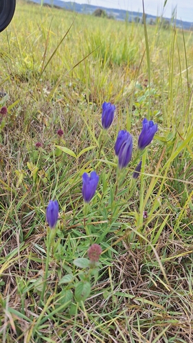 Gentiana pneumonanthe, photograph 3