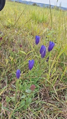 Gentiana pneumonanthe, photograph (c) Tim Aßmus, some rights reserved (CC BY)