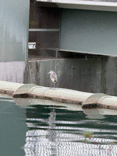 Grey Heron