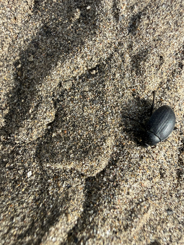 Plains False Wireworm Beetle