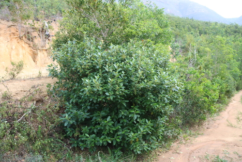 Kiggelaria africana, photograph 1