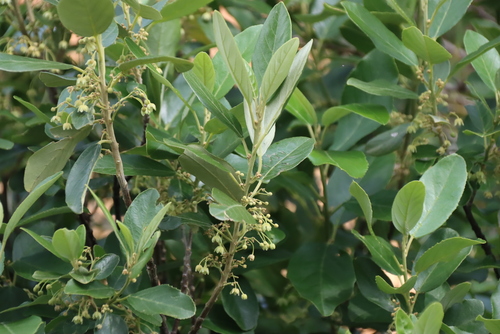 Kiggelaria africana