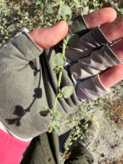 Dicoria canescens