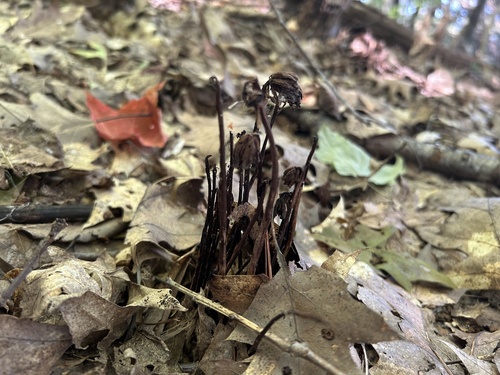 Ghost Pipe