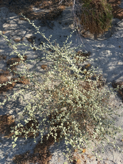 Dicoria canescens, photograph (c) Rachel Allingham, some rights reserved (CC BY)