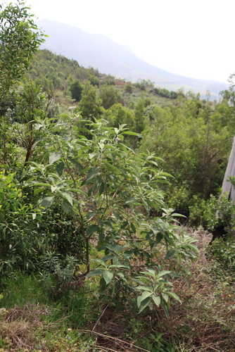 Solanum mauritianum, photograph 3