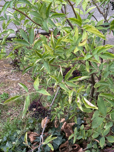 European black elderberry