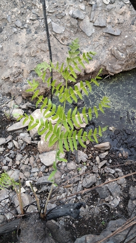 European royal fern