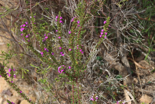 Muraltia heisteria, photograph 6