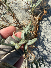 Palafoxia arida, photograph (c) Rachel Allingham, some rights reserved (CC BY)