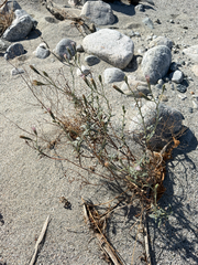 Palafoxia arida, photograph (c) Rachel Allingham, some rights reserved (CC BY)
