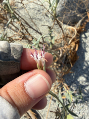 Palafoxia arida