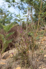 Muraltia heisteria, photograph (c) Tony Rebelo, some rights reserved (CC BY-SA)