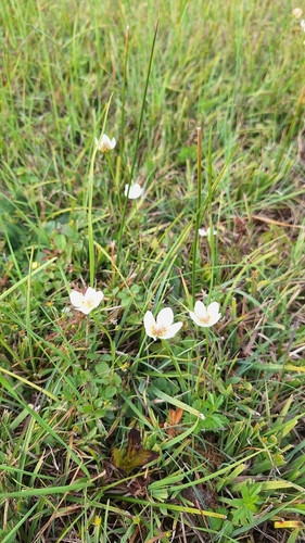marsh grass-of-Parnassus