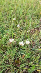 Parnassia palustris, photograph (c) Tim Aßmus, some rights reserved (CC BY)